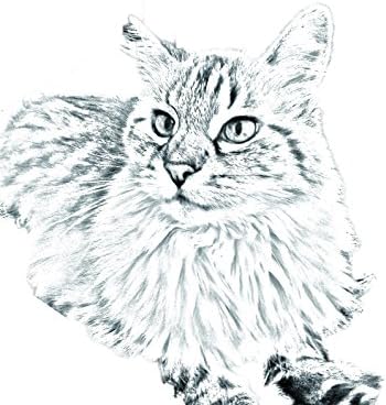 ארט דוג, מ.מ. באלינזי שמאל, מצבה סגלגלה מאריחי קרמיקה עם תמונה של חתול
