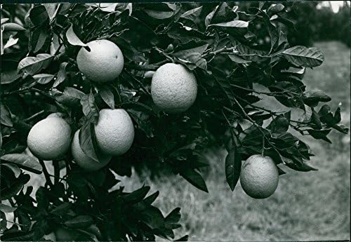 תצלום וינטג 'של עץ כתום הנושא את הפירות.