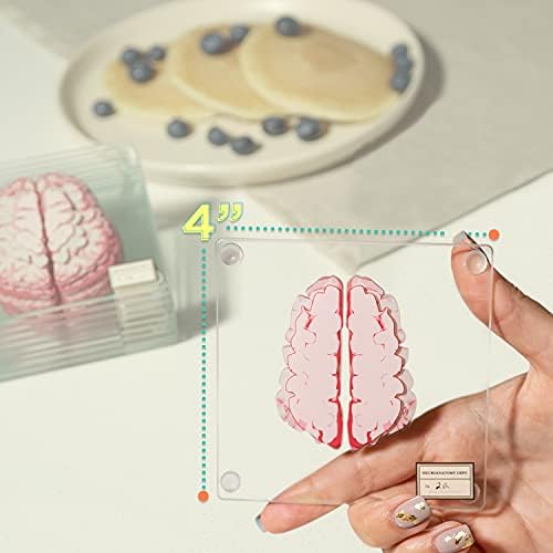 חופי דגימות מוח אנטומיים - מתנות למדעי המוח המתנות הטובות ביותר למתנות לסטודנטים לרפואה עיצוב מוח מתנות אנטומיה