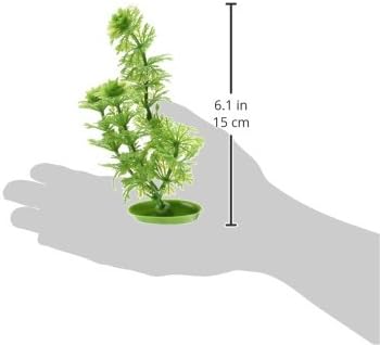 מרינה Accascaper Ambulia Plant, 5 אינץ '