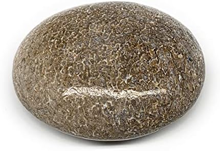 76.8 גרם, 2.3 x1.8 x1 דינוזאור עצם דקל אבן גלט צורה מלוטשת @morocco, קריסטל אנרגיה רייקי, מטאפיזי, B20428