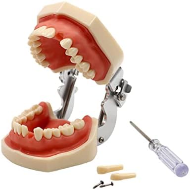 APBEAM 32TEETH דגם +16TEETH עם מברג מיני עובש שיניים אוראלי דגם פה שיניים דגם שיניים אנושיות דגם צחצוח להוראה