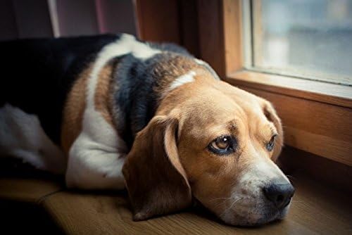 חיות מחמד בריאות פתרון כלב שתן טיפול - טבעי שתן בדרכי תמיכה-כלב פינוקים - פרימיום מתקדם מורכב-כלבים שלפוחית