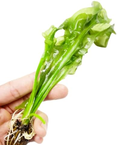 פלנטרסט-אפונוגטון אולבצ ' וס הנורה חי אקווריום צמח טרופי מים מתוקים קישוטי לקנות2 גט1ללא תשלום