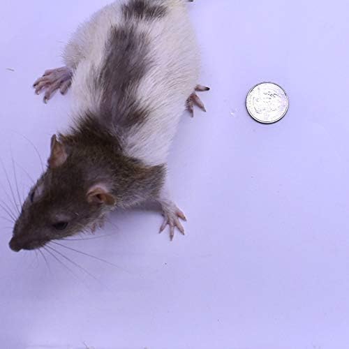 MiceDirect Creozen Combo Combo Pack - 1 עכברוש גדול ואוכל ג'מבו של עכברוש לחניכי תירס, פיתוני כדור