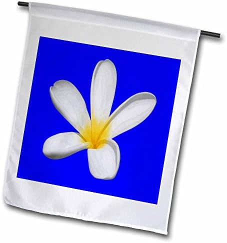 3drose taiche - צילום - פלומריה - פרח פלומריה בודד מבודד - דגלים