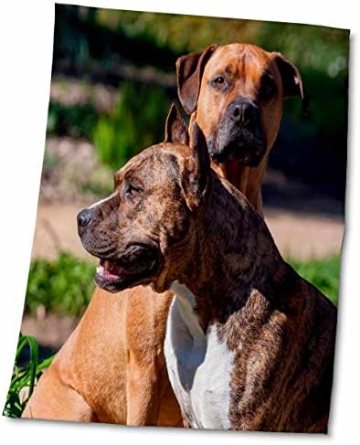 3drose danita delimont - כלבים - שני סטפורדשייר אמריקאי - מגבות