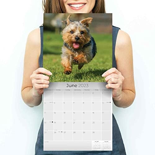 2022 2023 נוריץ ' - לוח השנה של נורפולק - גזע כלבים לוח שנה קיר חודשי - נורביץ' - לוח השנה של נורפולקס