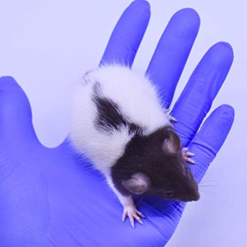 אריזת משולבת עכברוש קפואה קפואה של 6 חולדות מזין קטנות ובינוניות - 3 קטנות חולדה ו -3 מדיומים חולדה