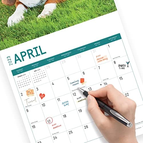 2023 Basset Hounds Calendar Bright Day, 12x12 אינץ '