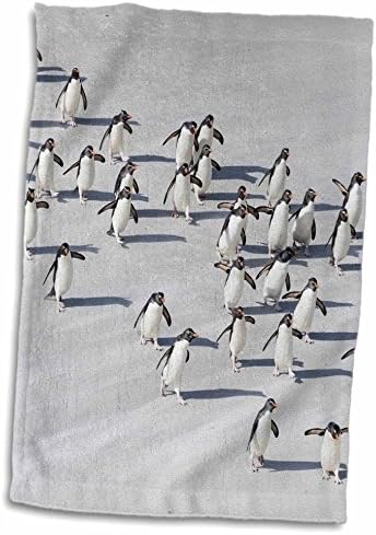 3drose Aerial of Rockhopper Penguins חוצים את החוף הרטוב, אנטארקטיקה - מגבות