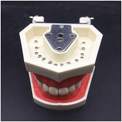 שיני טיפוס - שיני שיניים לימוד שיניים מודל הוראה - תרגול הכנת חלל שיבוץ כתר מודל הכנת כתר עם מסטיק -