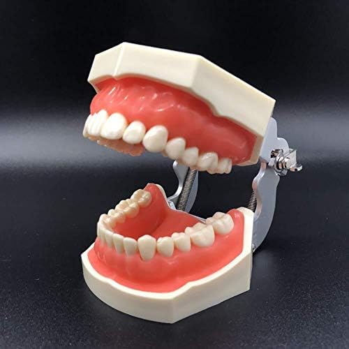 דגם שיניים של Lumecube שיניים שיניים שיניים לימוד דגם 28 שיניים +2 שיני תבואה לילדים וסטודנטים