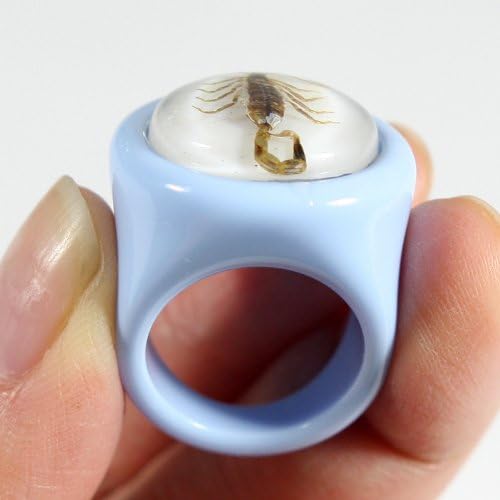 עקרב זהוב טבעת כחולה בגודל 6