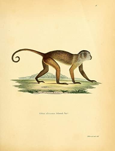 טריז מכוסה בכי קפוצ'ין קוף קוף וינטג 'חיות בר כיתת טבע עיצוב משרד זואולוגיה איור עתיק פוסטר