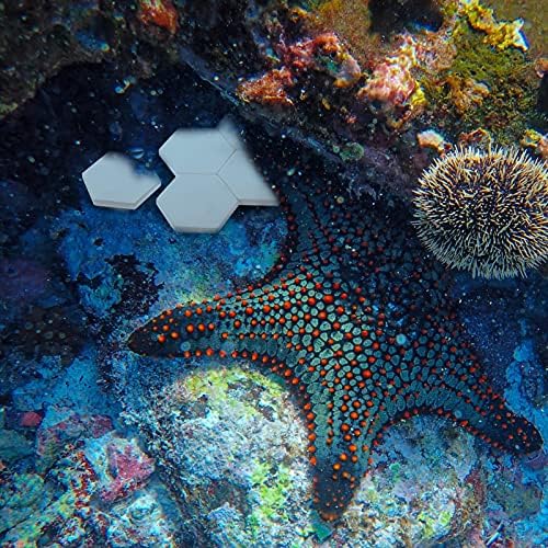 מגש קישוט של Stobok 10 יחידים קרמיקה דיסקי פרג אלמוגים עגולים ומשושים תומך בבסיס אלמוגים אקווריום