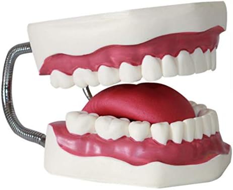 מודל שיני אנוש מודל טיפול שיניים אוראלי מודל צחצוח מודל אימונים