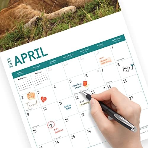 2023 אריות לוח שנה קיר חודשי לפי יום בהיר, לוחות שנה למטרה, 12 x 12 אינץ ', צילום חיות בר יפה