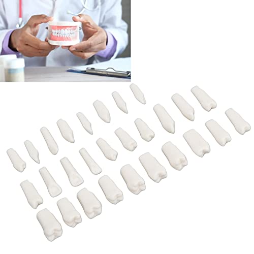 שיניים הפגנת שיניים דגם, 28 יחידות נשלף שיניים חתיכה עמיד פלסטיק נשלף עיצוב שווא שיניים עבור טיפודונט הוראת